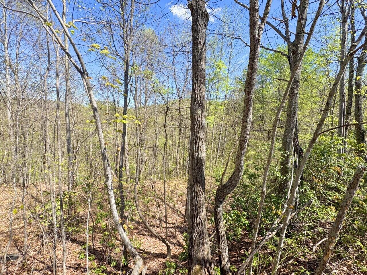 0 Maple Meadows Layland, WV 25864 - Photo 2 of 3 Tract-02-IMG_1631