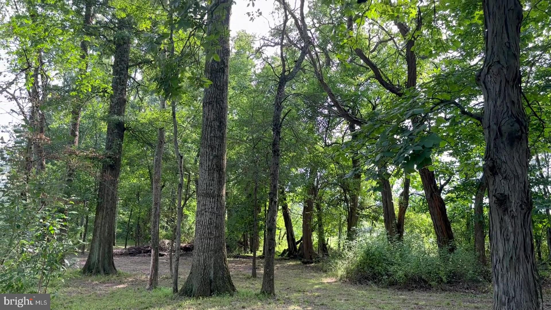 37 Barbertown Point Breeze Road, Unit 3 LOT Frenchtown, NJ 08825 - Photo 19 of 47 Trail with 3 ft wide trees