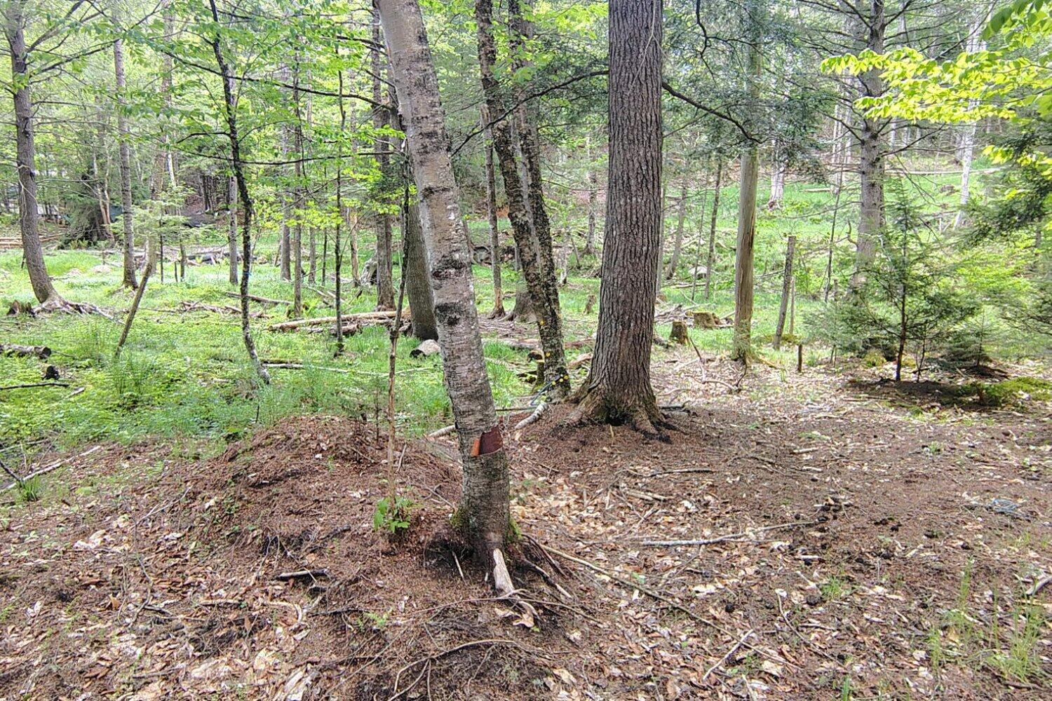 463 Clover Mill Road Farmington, ME 04938 - Photo 34 of 44 Woods