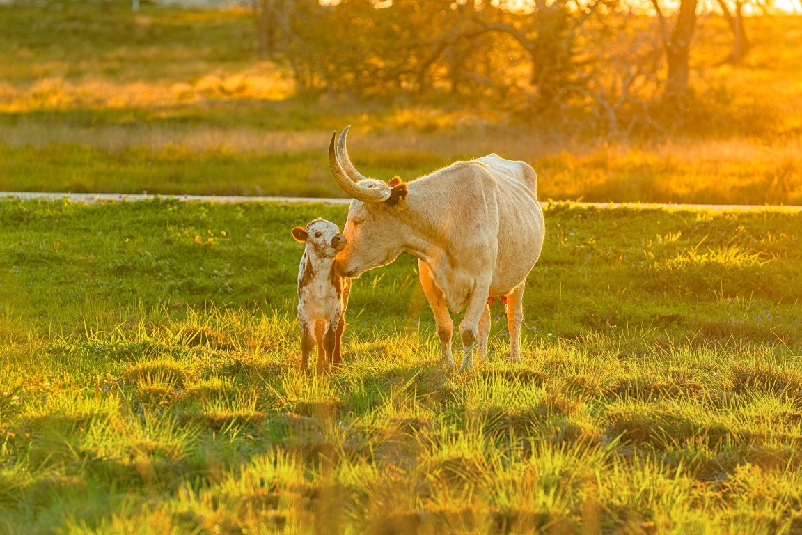 Tbd Purple Sage Trail Blanco, TX 78606 - Photo 26 of 26 a view of a ocean view