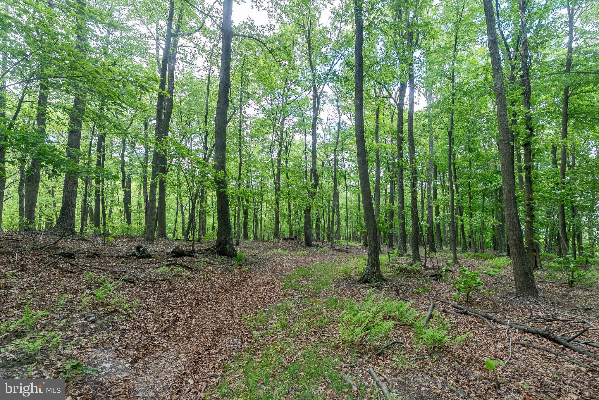 2598 Mountain View Road Purgitsville, WV 26852 - Photo 81 of 89