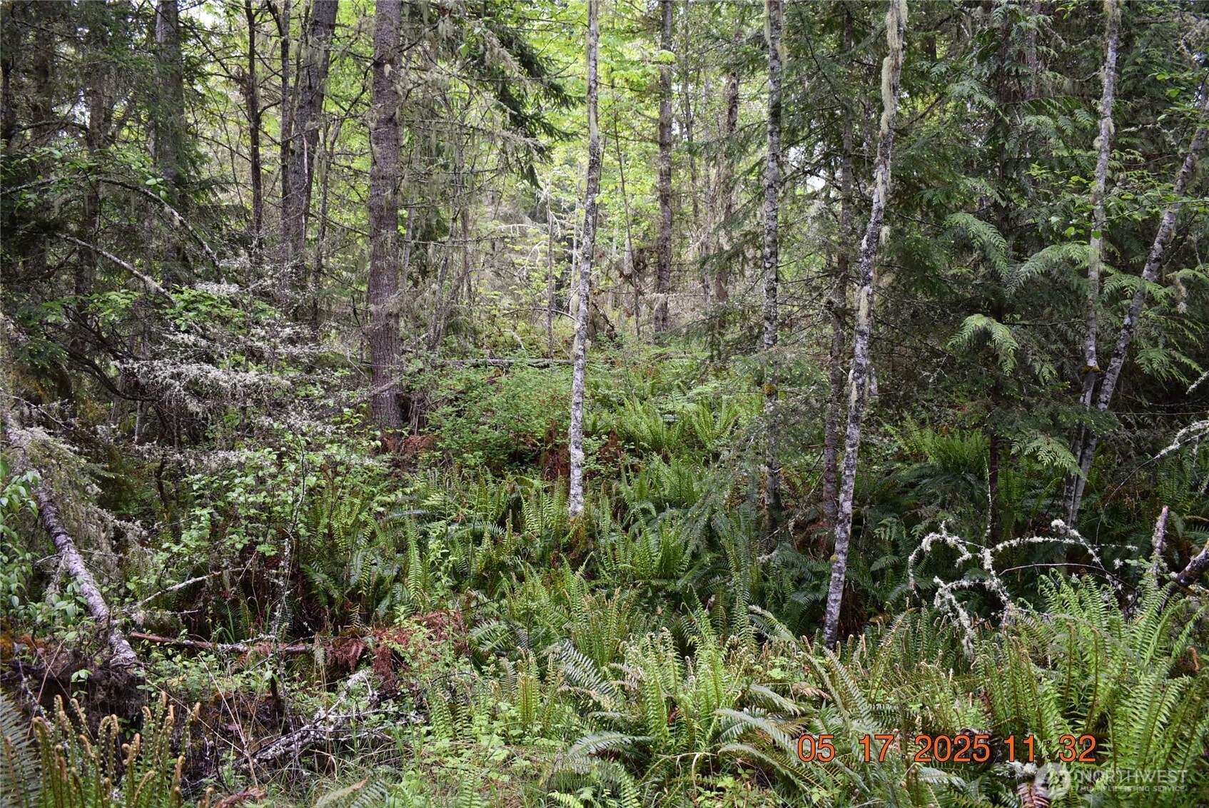 40 Township Line Rd Port Port Angeles, WA 98362 - Photo 11 of 34 a view of a forest with a tree