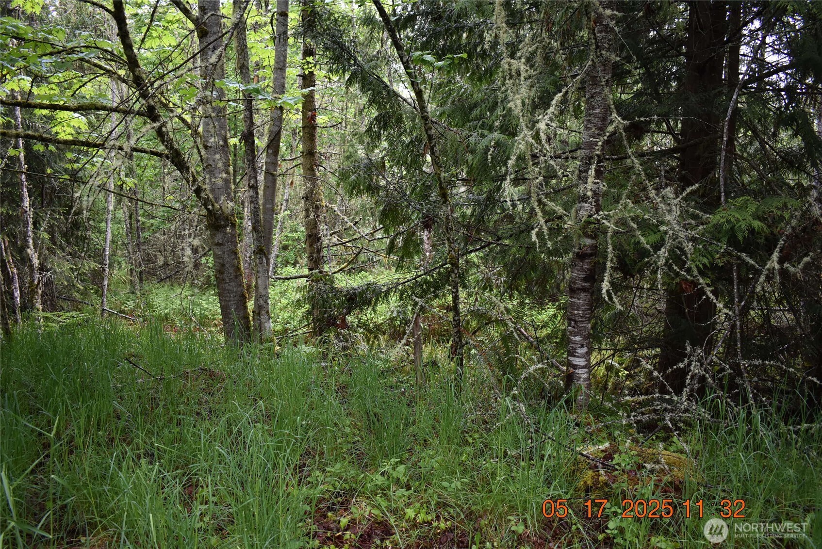 40 Township Line Rd Port Port Angeles, WA 98362 - Photo 12 of 34 a view of a forest with lush green forest