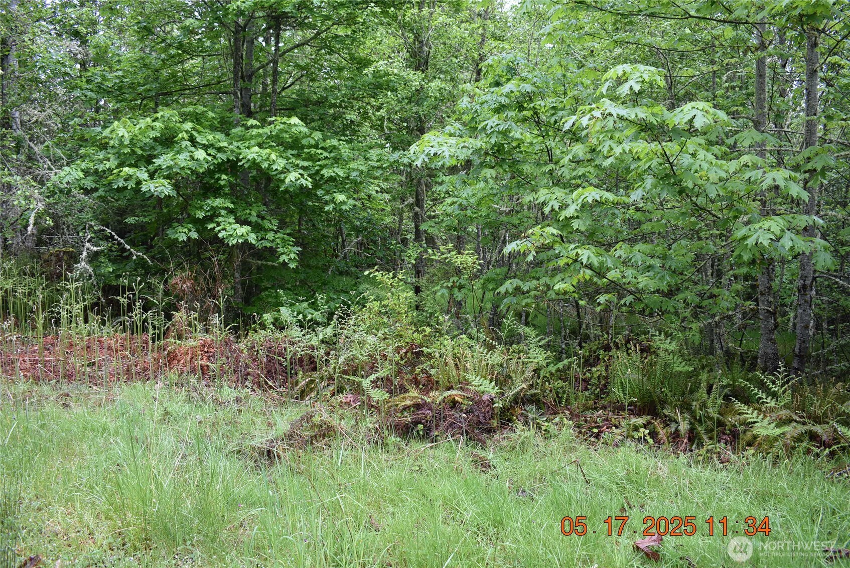 40 Township Line Rd Port Port Angeles, WA 98362 - Photo 18 of 34 a view of a lush green forest