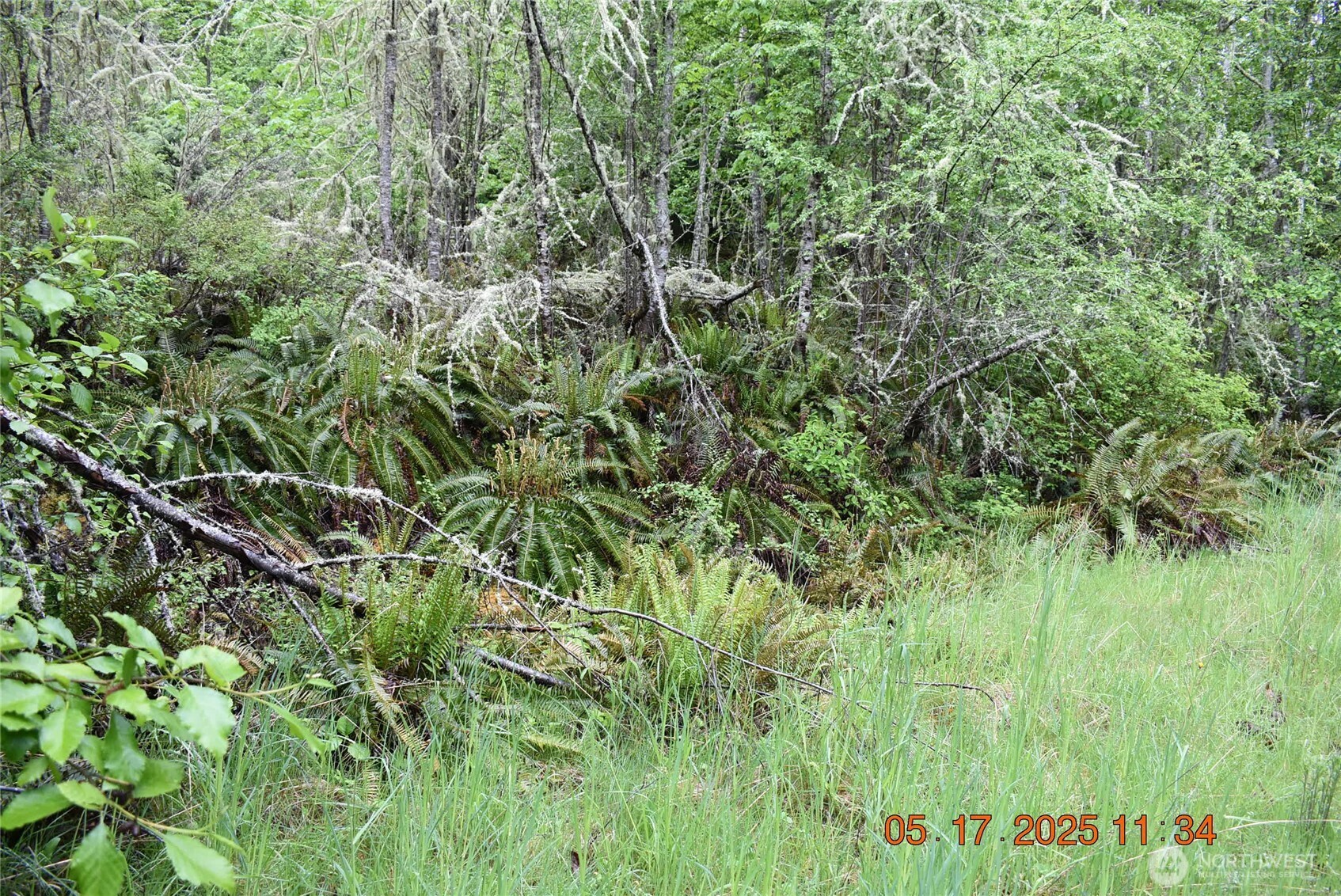 40 Township Line Rd Port Port Angeles, WA 98362 - Photo 19 of 34 a view of a lush green forest with lots of trees