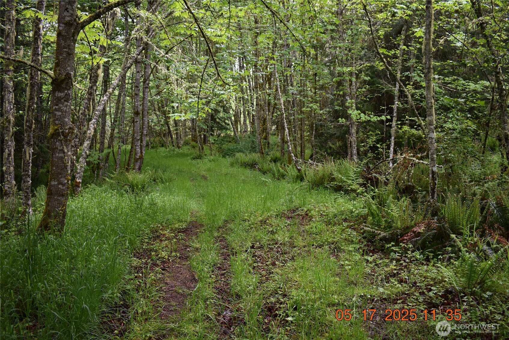 40 Township Line Rd Port Port Angeles, WA 98362 - Photo 23 of 34 a view of a lush green forest