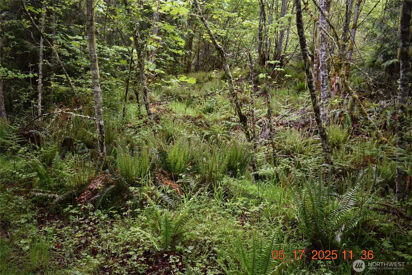 40 Township Line Rd Port Port Angeles, WA 98362 - Photo 24 of 34 a view of a lush green forest with large trees