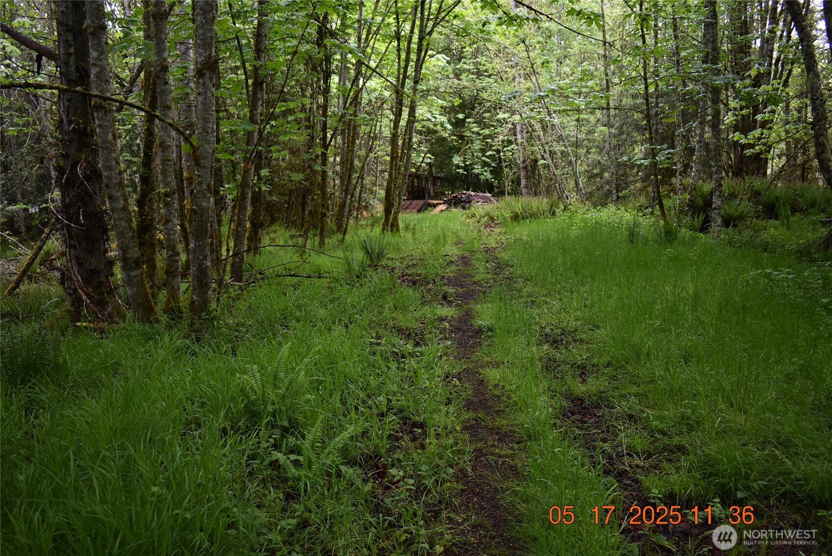 40 Township Line Rd Port Port Angeles, WA 98362 - Photo 26 of 34 a view of a lush green forest
