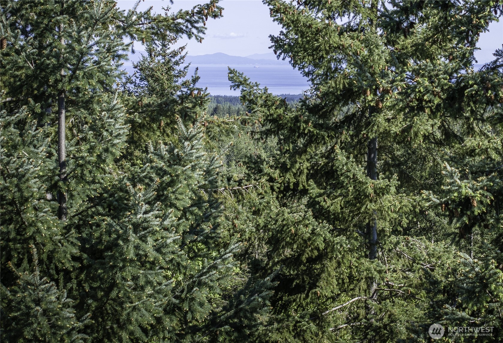 40 Township Line Rd Port Port Angeles, WA 98362 - Photo 29 of 34 a view of a lush green forest