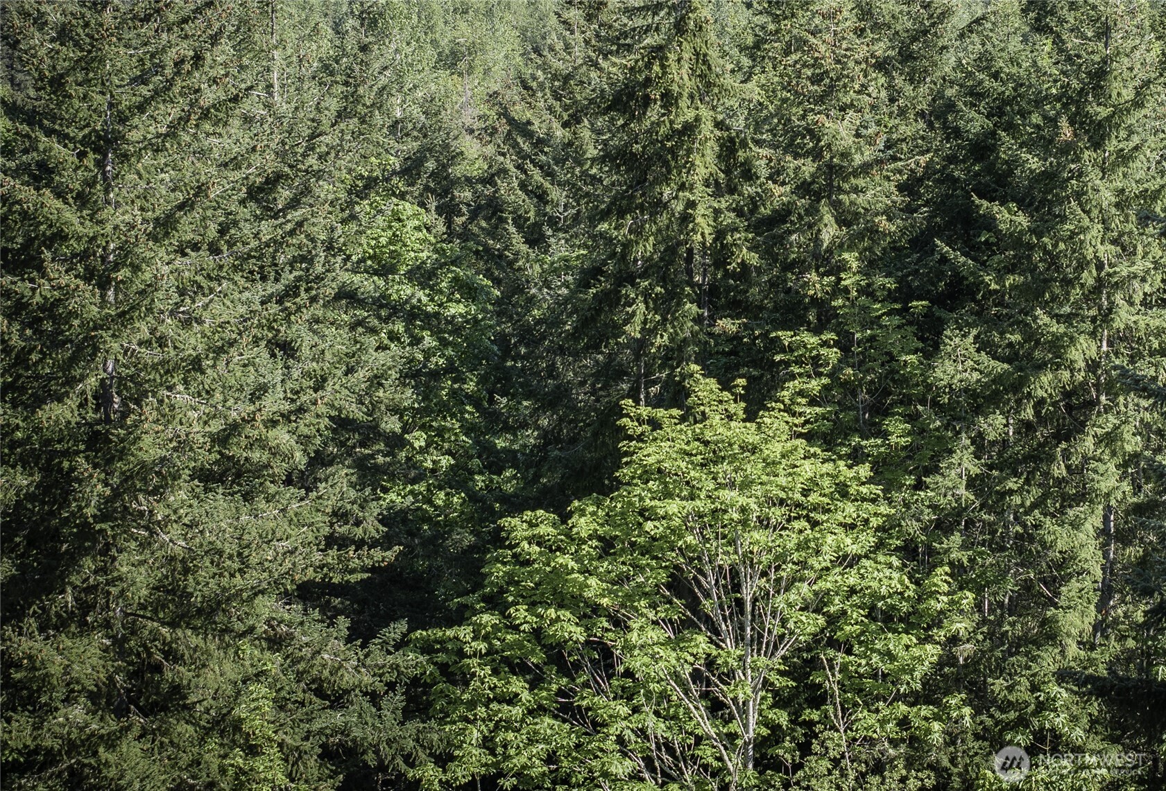 40 Township Line Rd Port Port Angeles, WA 98362 - Photo 33 of 34 a view of a tree