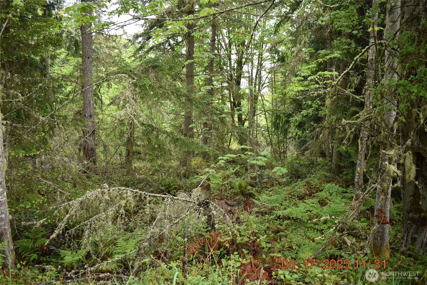 40 Township Line Rd Port Port Angeles, WA 98362 - Photo 8 of 34 a view of a lush green forest