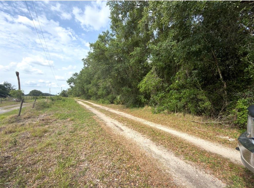 707 County Road Webster, FL 33597 - Photo 3 of 7 a view of a yard with a tree