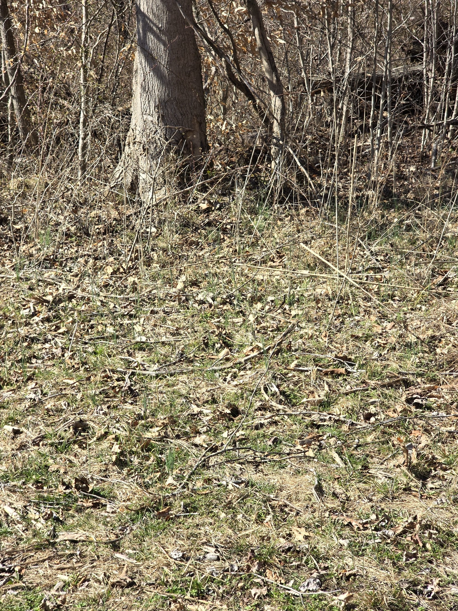 0 Honey Fork Road Indian Mound, TN 37079 - Photo 11 of 13 a close up of a wall