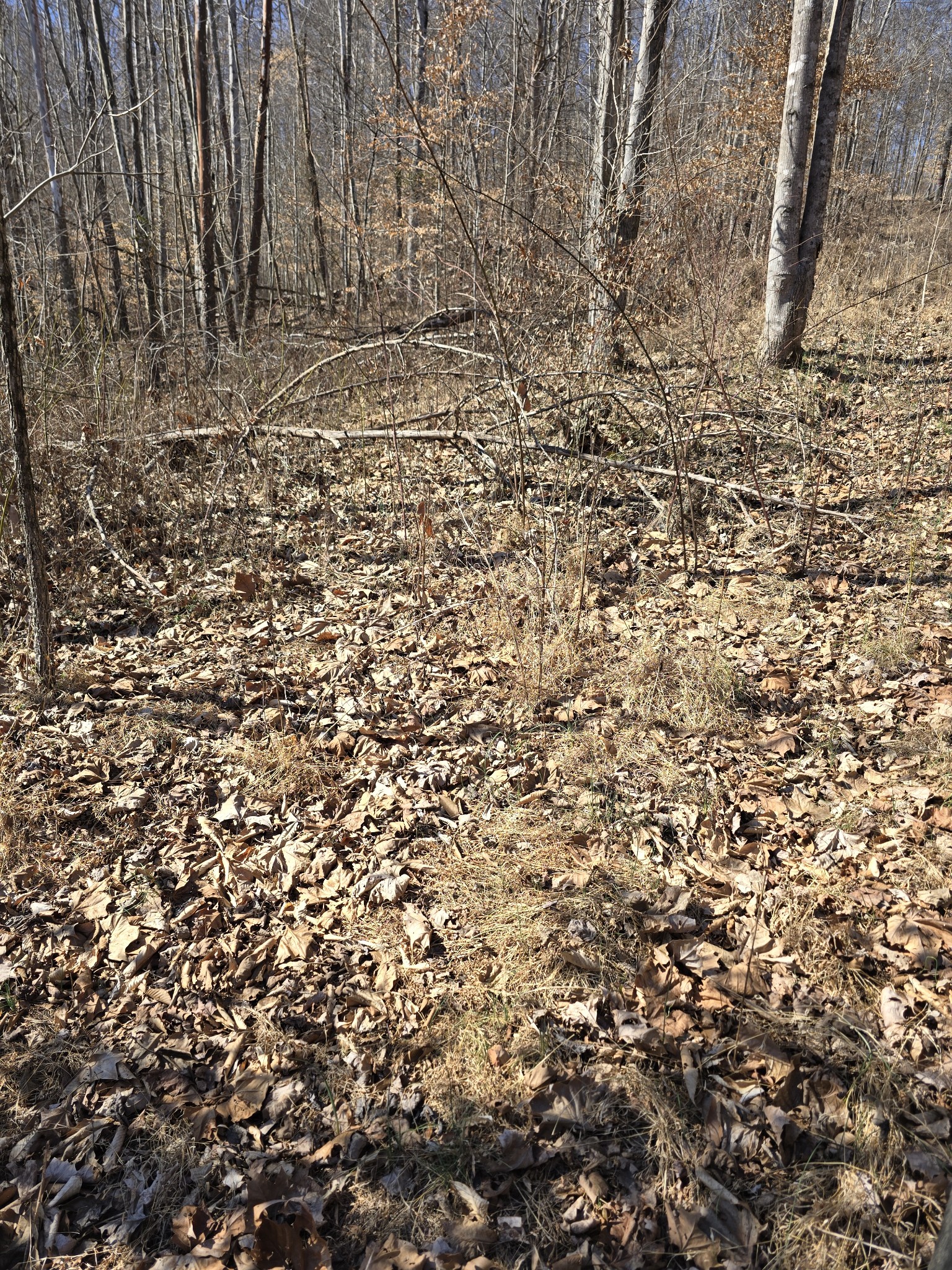 0 Honey Fork Road Indian Mound, TN 37079 - Photo 12 of 13