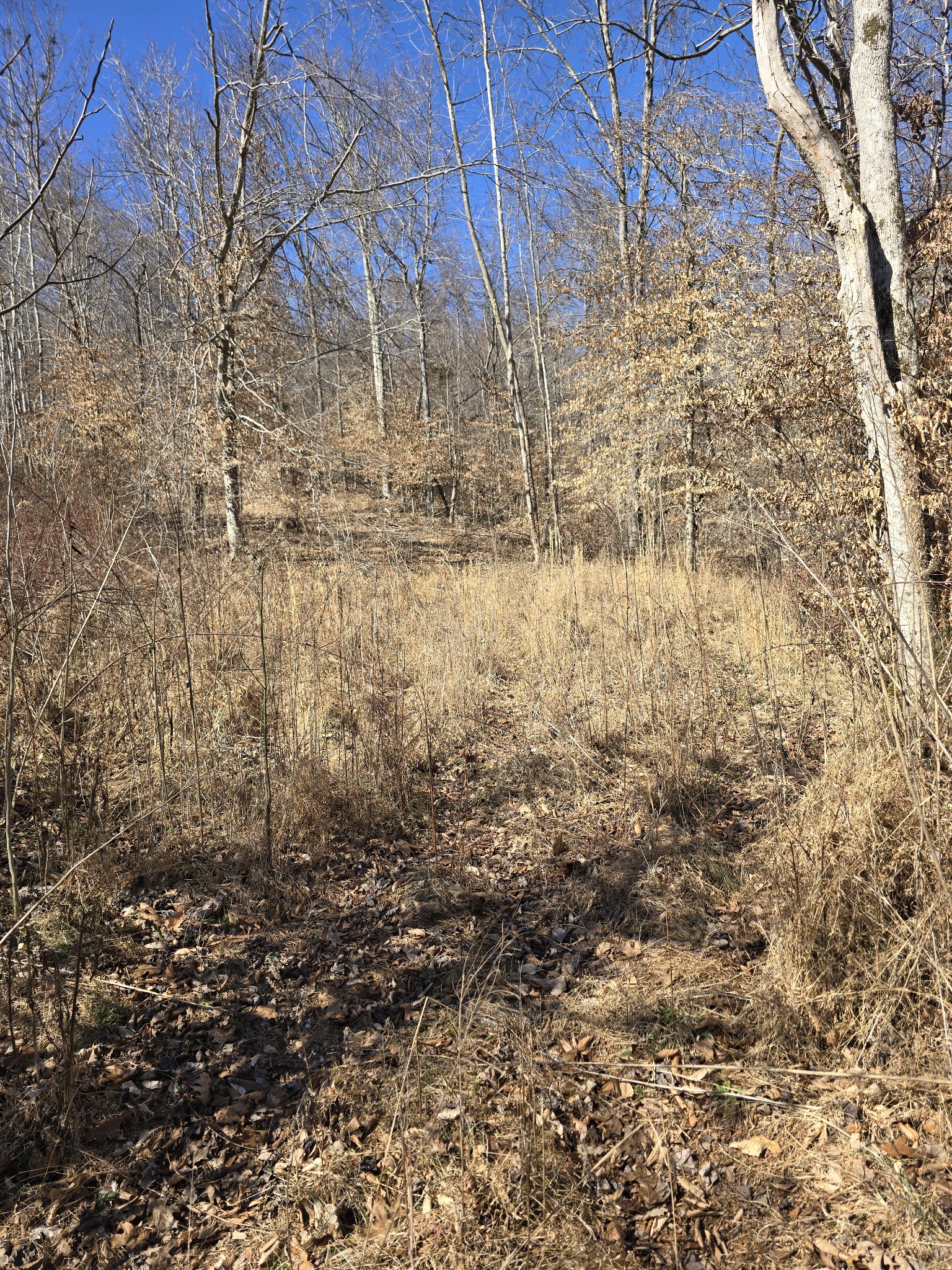 0 Honey Fork Road Indian Mound, TN 37079 - Photo 13 of 13 a view of yard