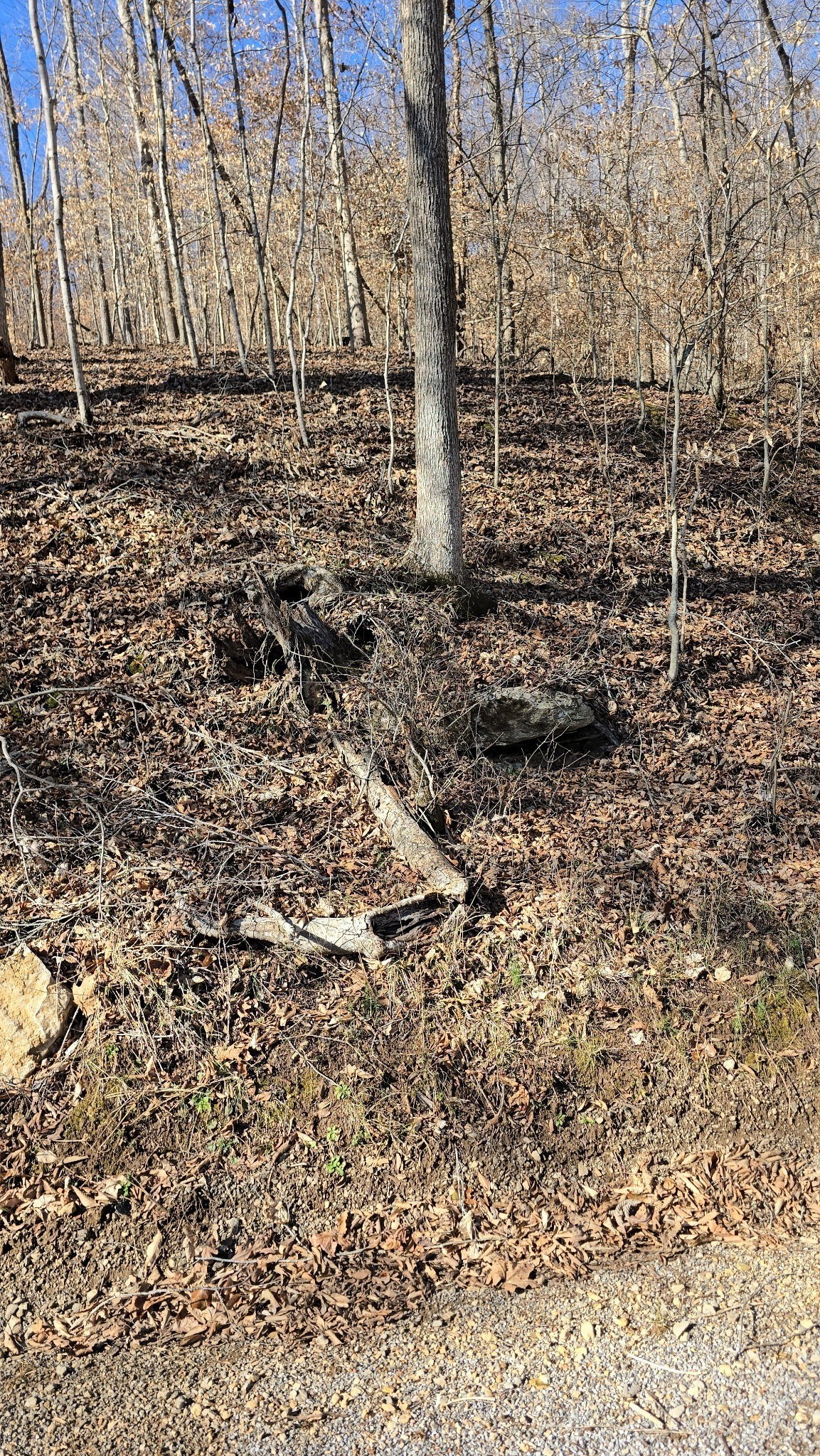 0 Honey Fork Road Indian Mound, TN 37079 - Photo 3 of 13 a view of a backyard of the house