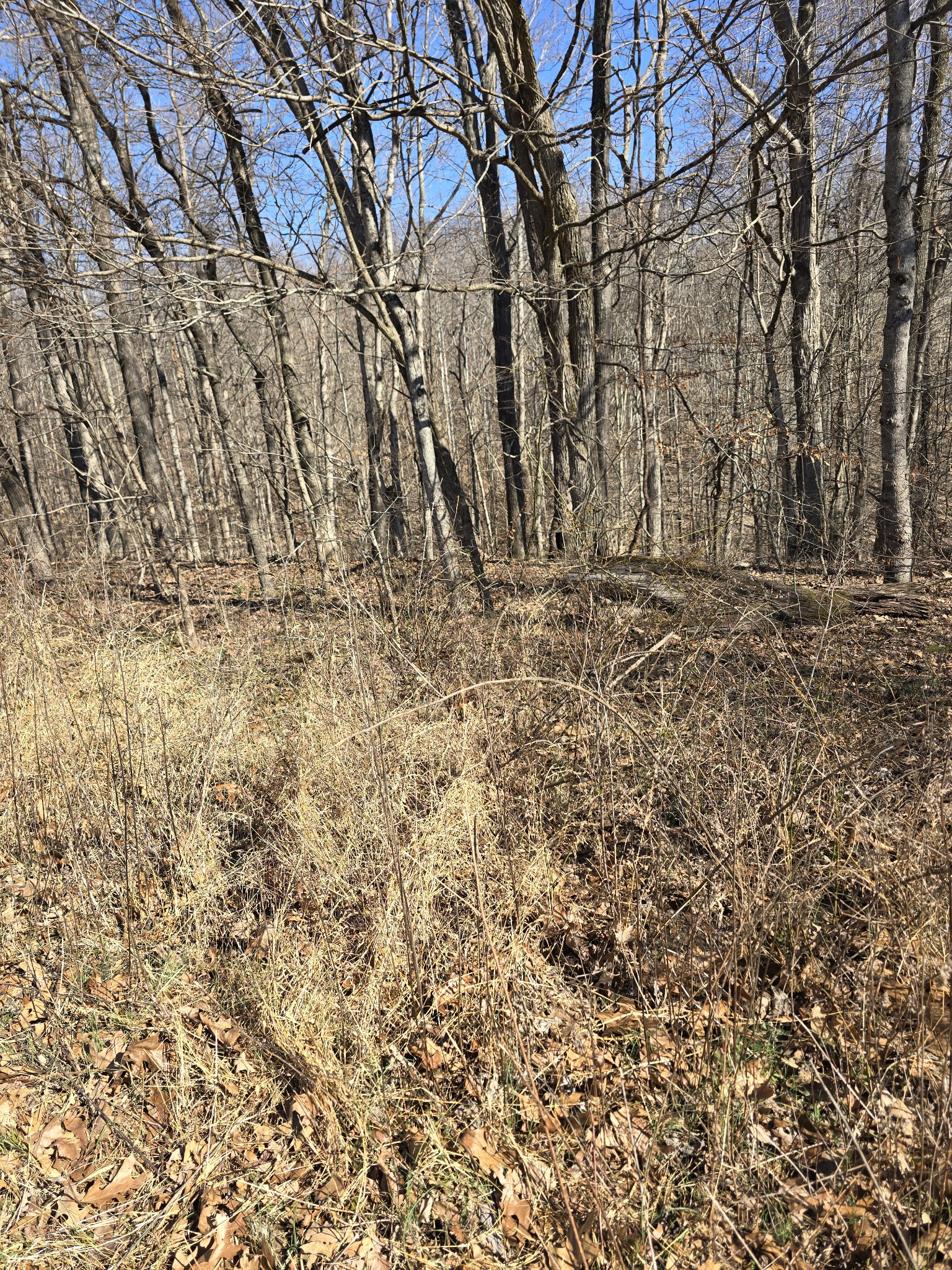 0 Honey Fork Road Indian Mound, TN 37079 - Photo 7 of 13 a view of a yard with large trees
