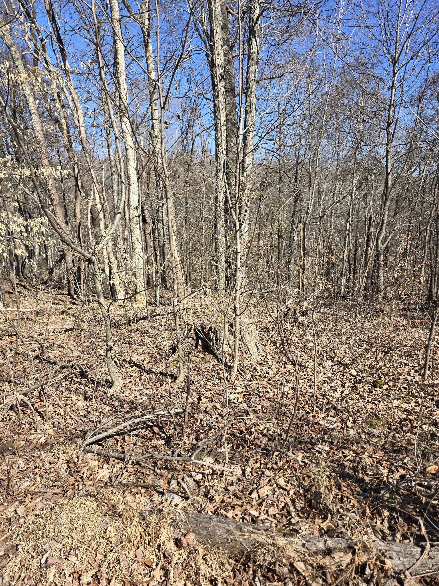 0 Honey Fork Road Indian Mound, TN 37079 - Photo 8 of 13