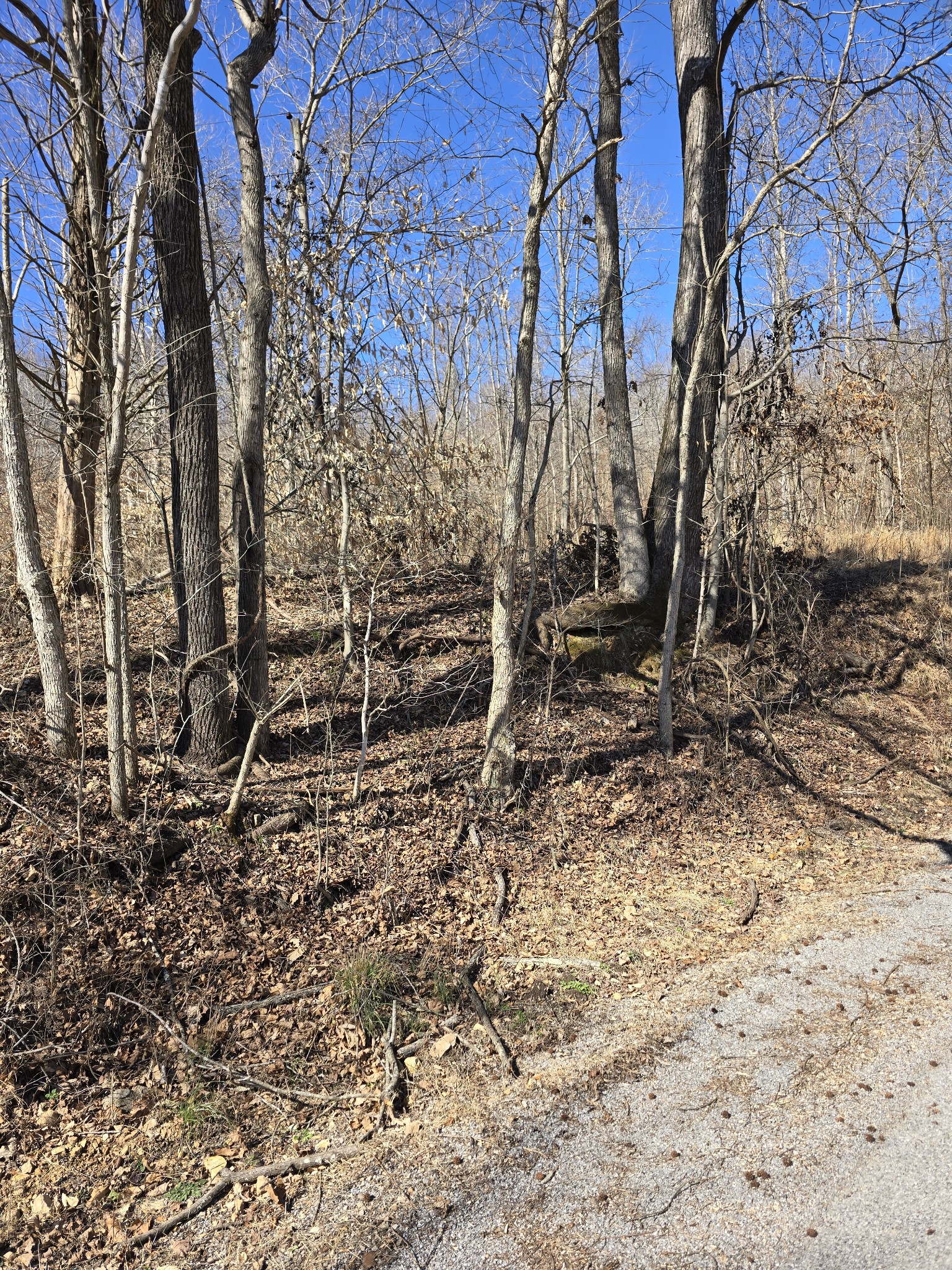 0 Honey Fork Road Indian Mound, TN 37079 - Photo 9 of 13 a backyard of a house with lots of green space