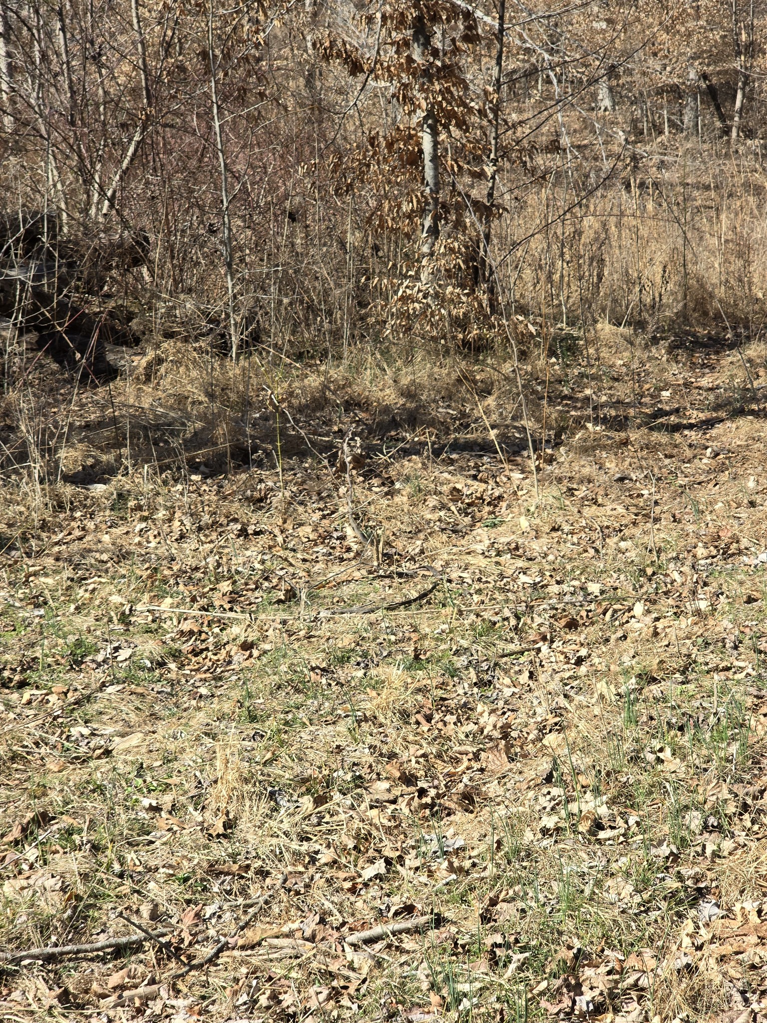 0 Honey Fork Road Indian Mound, TN 37079 - Photo 10 of 13