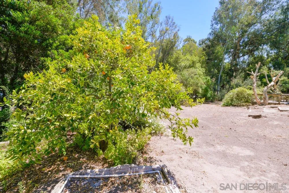 4954 Sun Valley Road Del Mar, CA 92014 - Photo 15 of 32 a view of a garden with trees