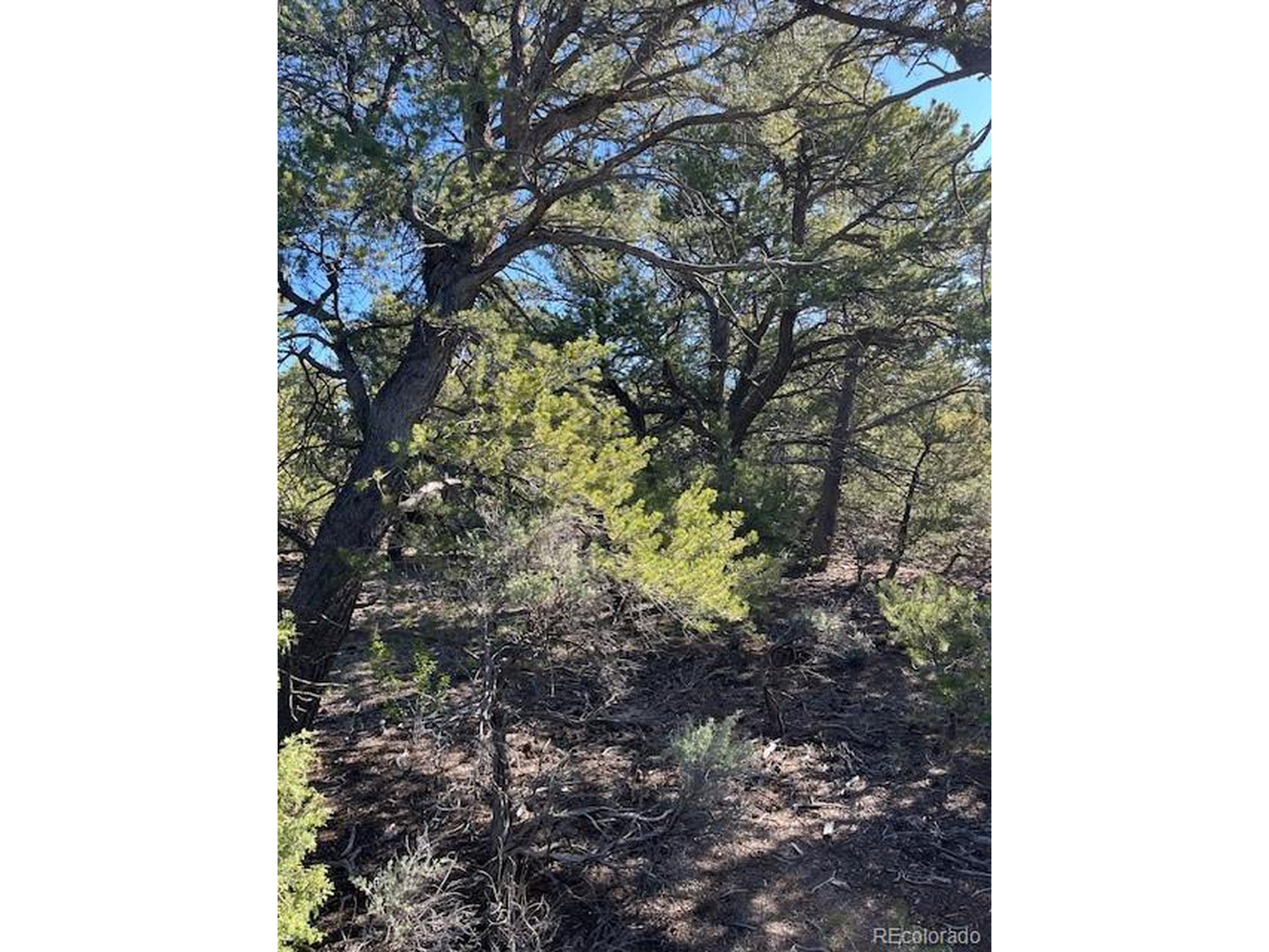 4 Elk Park Road San Luis, CO 81152 - Photo 13 of 30 a picture of a tree