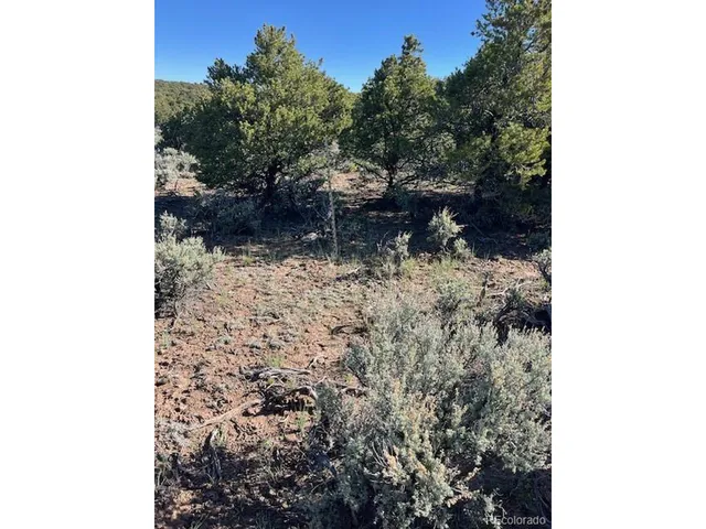 a view of a yard with plants and a bench
