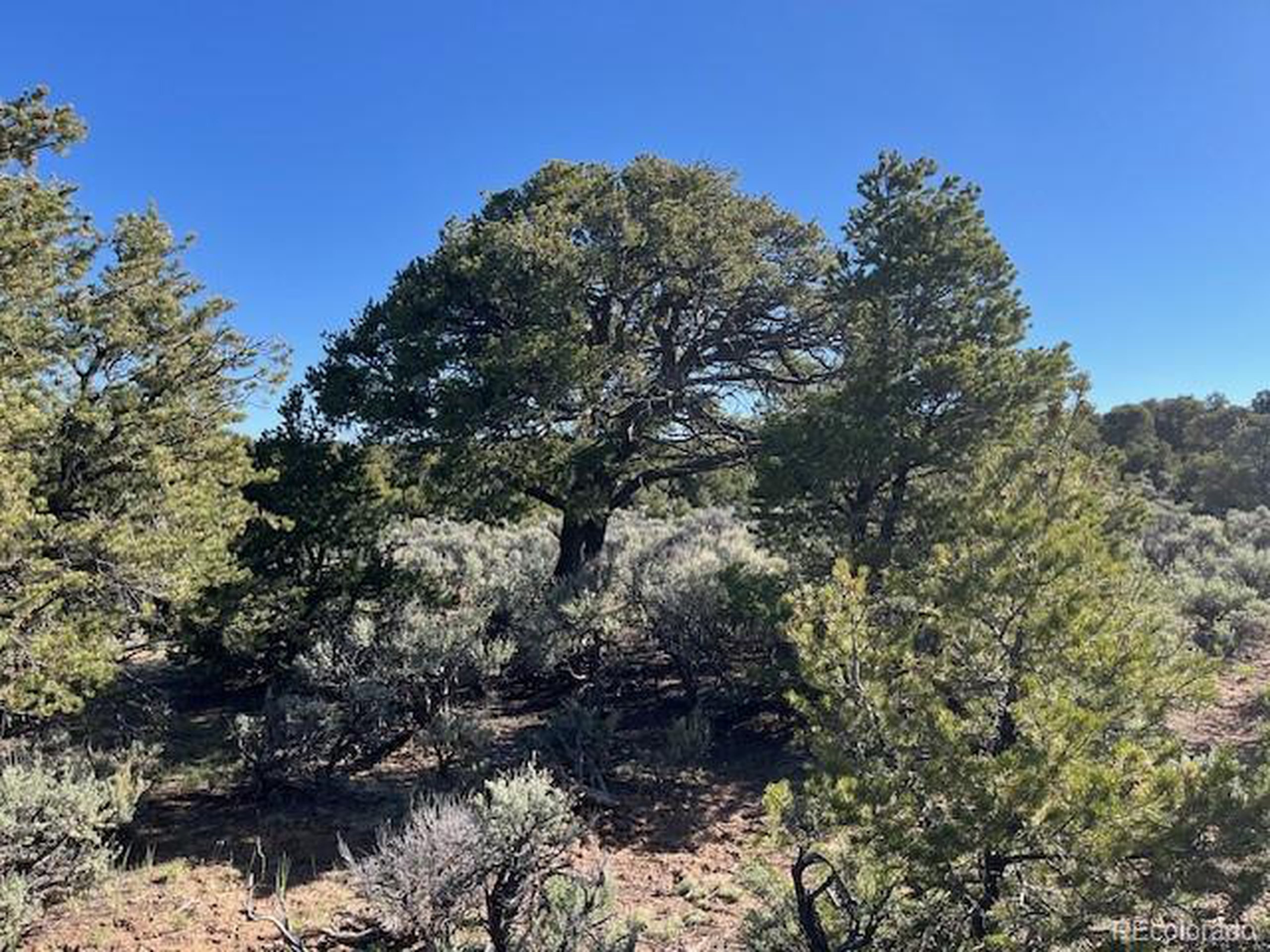 4 Elk Park Road San Luis, CO 81152 - Photo 22 of 30 a view of a tree in a forest