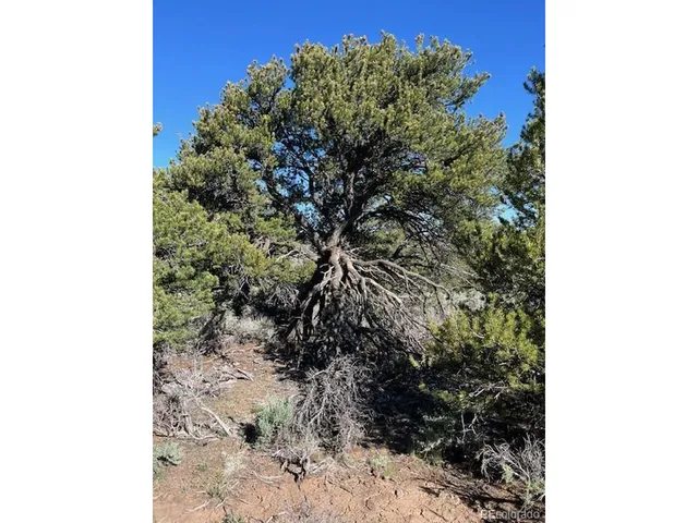 a picture of a tree in a forest