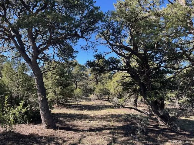 a view of a tree with a yard