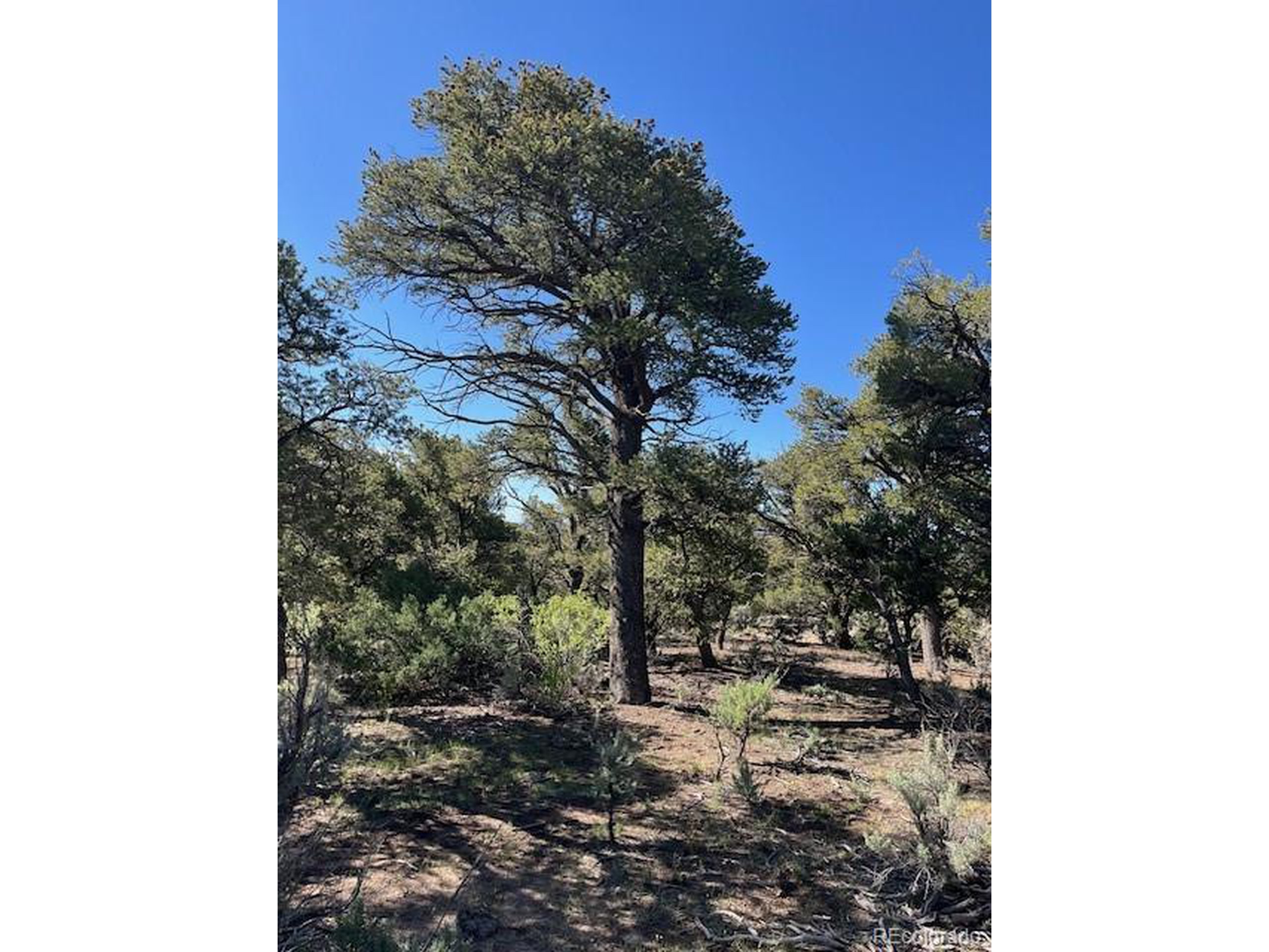 4 Elk Park Road San Luis, CO 81152 - Photo 27 of 30 a backyard of a house