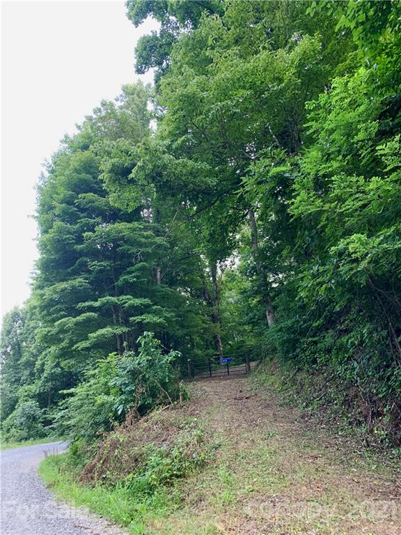 a view of a forest with trees in the background