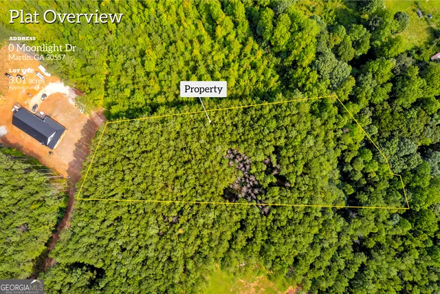 a view of a tree with a plant