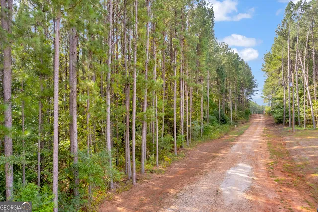 a view of a garden with plants