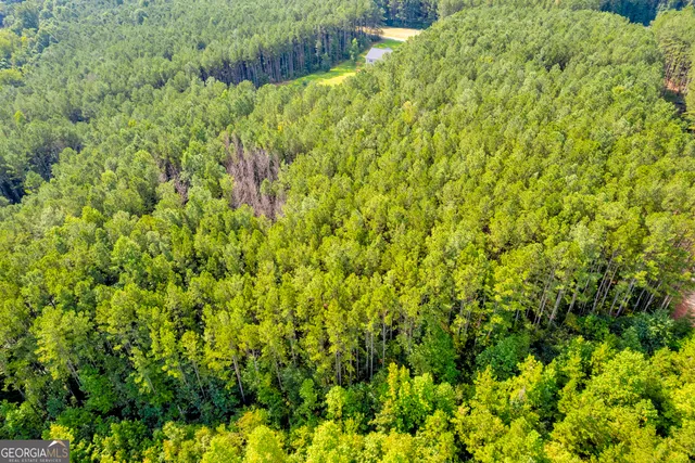 a view of a big yard with plants and large trees