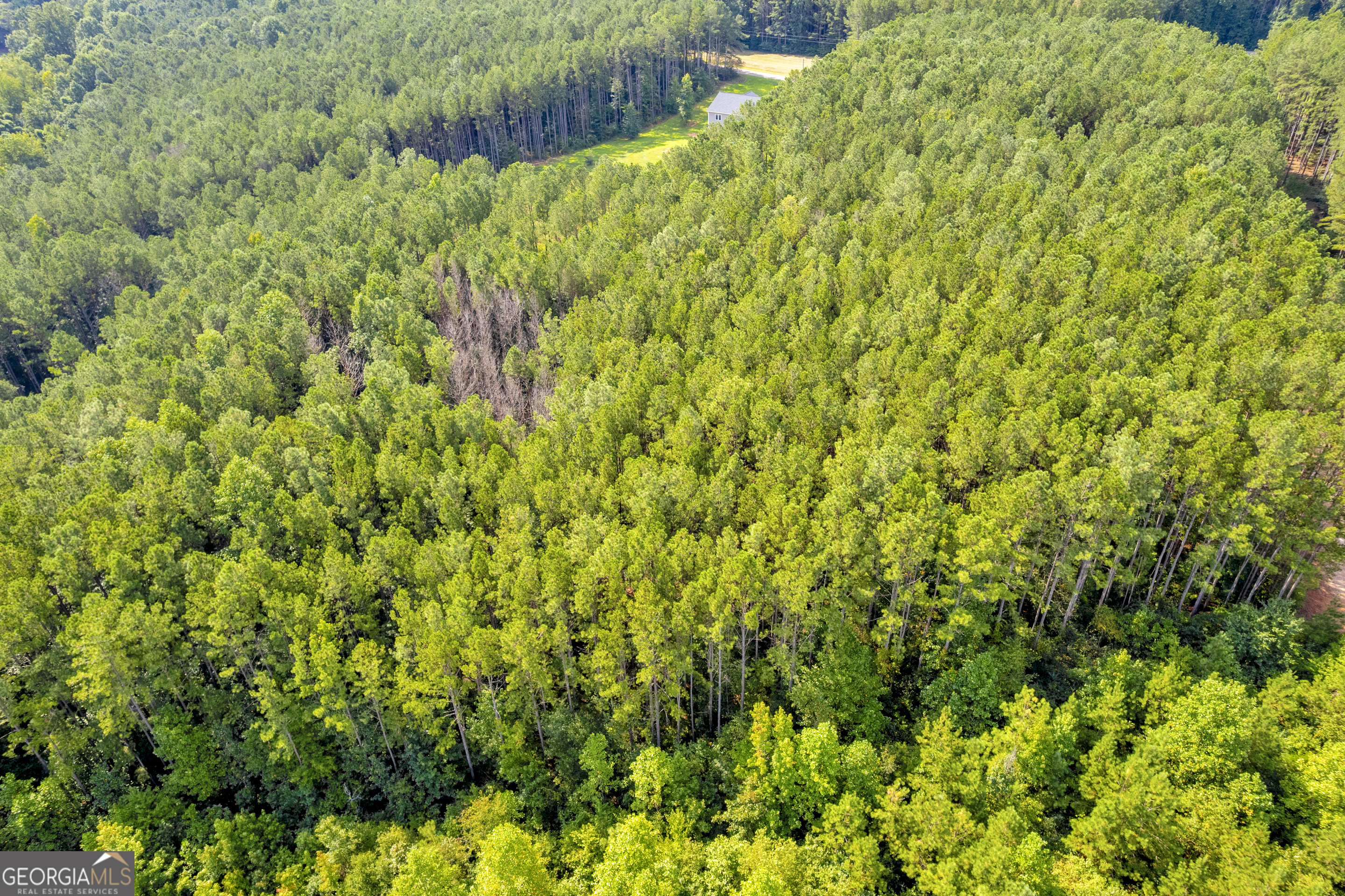 0 Moonlight Drive Toccoa, GA 30577 - Photo 6 of 23 a view of a big yard with plants and large trees
