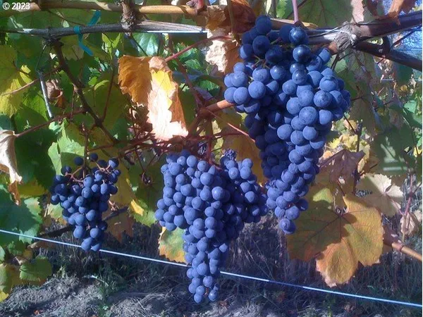 $5,750,000 | 7820 Southeast Amity Road, Amity, OR 97101