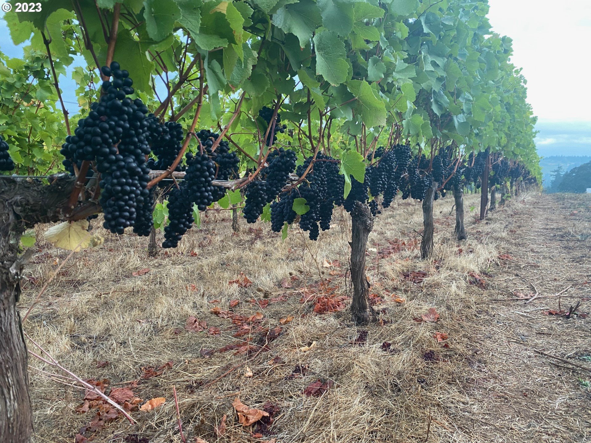 7820 Southeast Amity Road Amity, OR 97101 - Photo 9 of 47