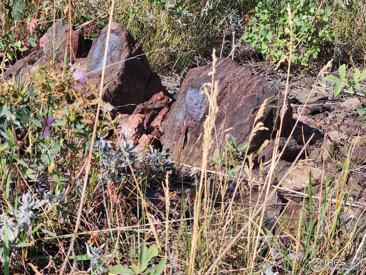 0 Crystal Mountain Road Bellvue, CO 80512 - Photo 17 of 19 a picture of a tree