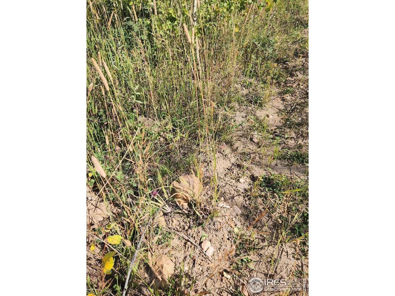 0 Crystal Mountain Road Bellvue, CO 80512 - Photo 18 of 19 a close up of a shower curtain