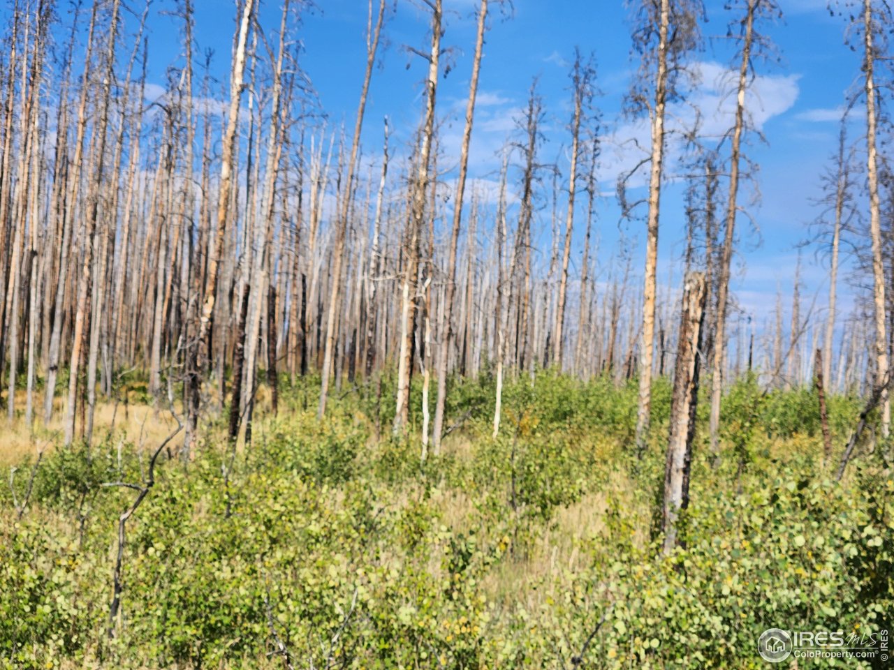 0 Crystal Mountain Road Bellvue, CO 80512 - Photo 5 of 19