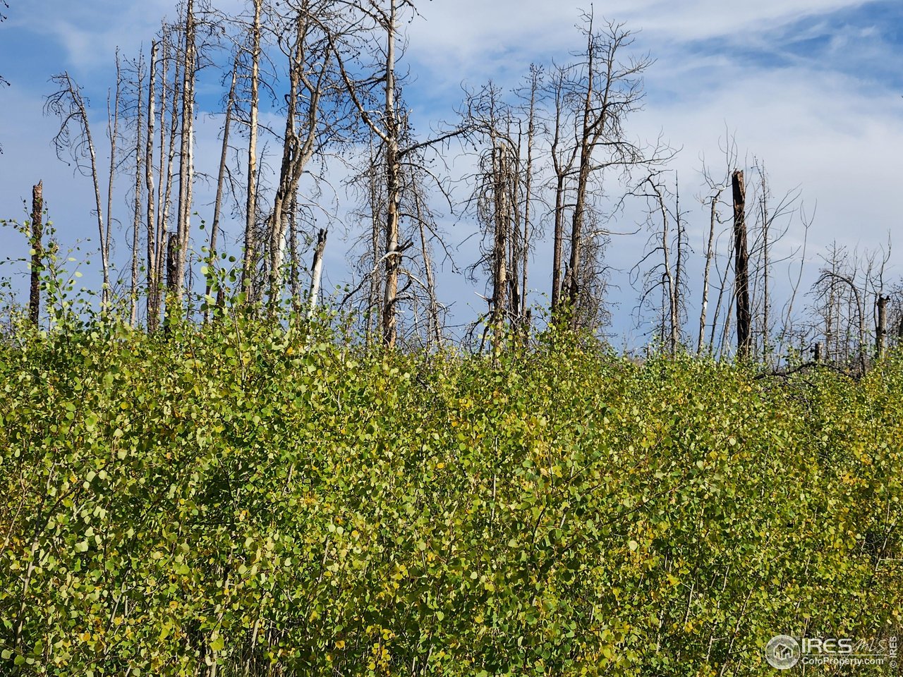 0 Crystal Mountain Road Bellvue, CO 80512 - Photo 6 of 19 a view of a yard with a tree