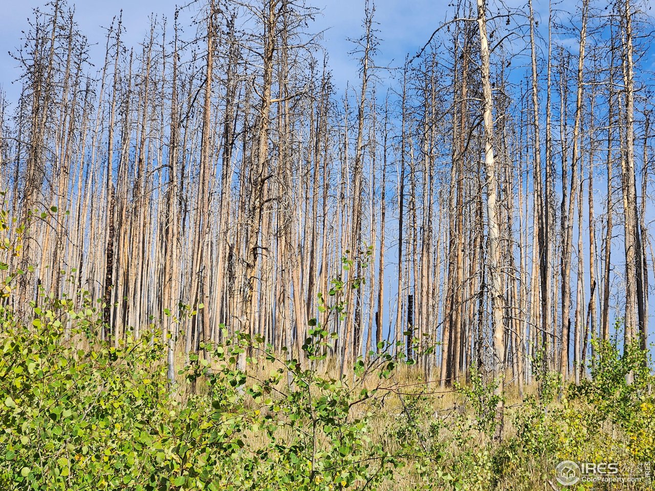 0 Crystal Mountain Road Bellvue, CO 80512 - Photo 7 of 19 a view of a garden with a building