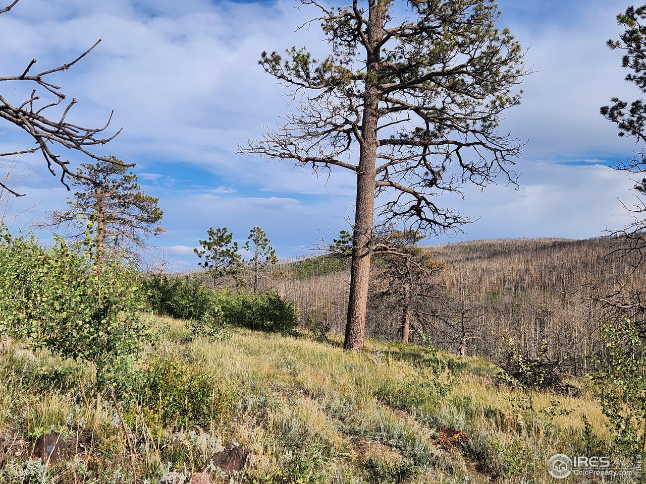 0 Crystal Mountain Road Bellvue, CO 80512 - Photo 10 of 19 a view of a yard with an tree