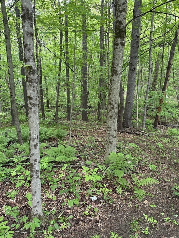 0 South Royalston Road Royalston, MA 01368 - Photo 2 of 3 a view of outdoor space and green space
