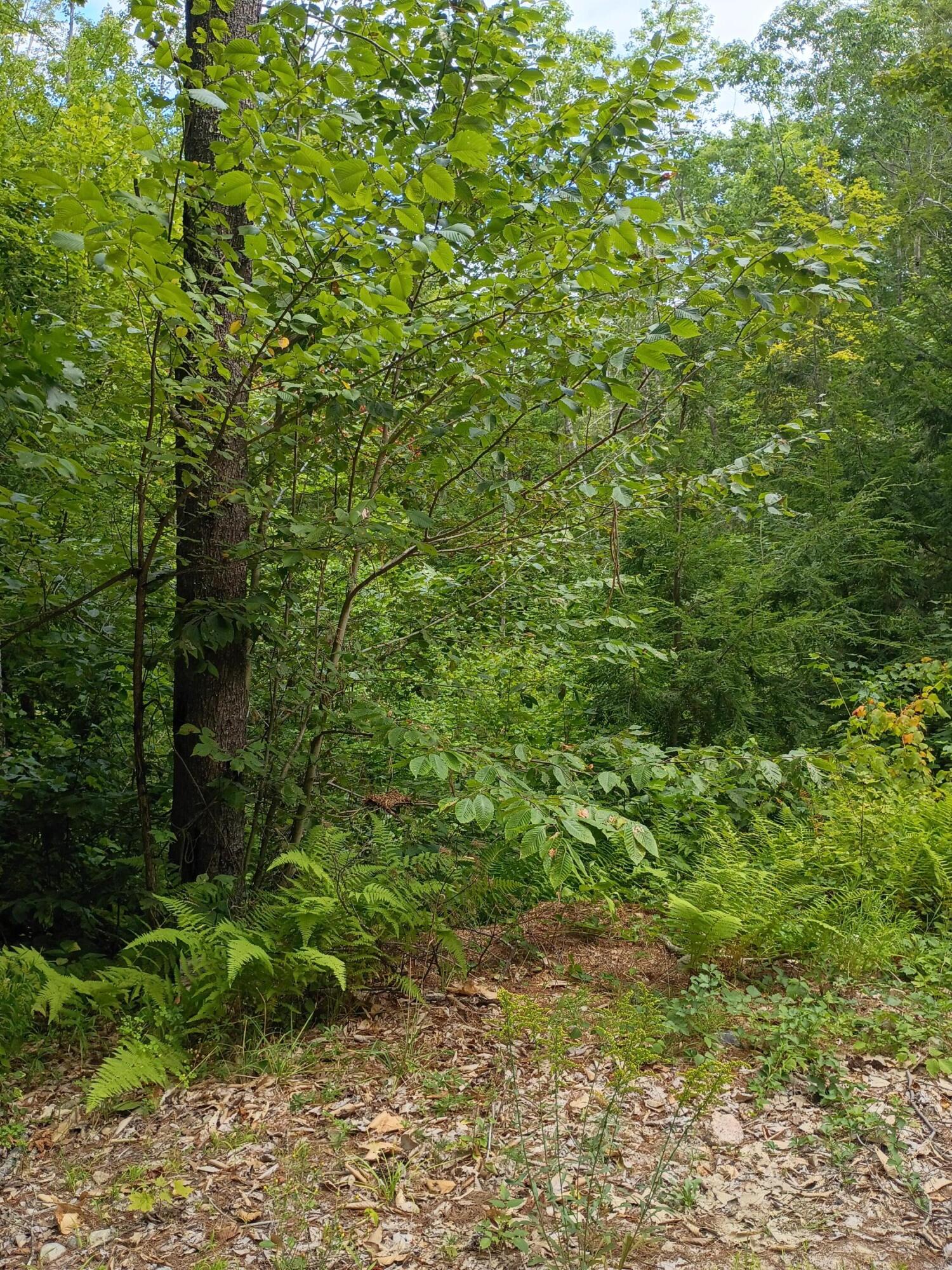 R13-038 Weeks Road Parsonsfield, ME 04047 - Photo 2 of 6 Weeks Road 3