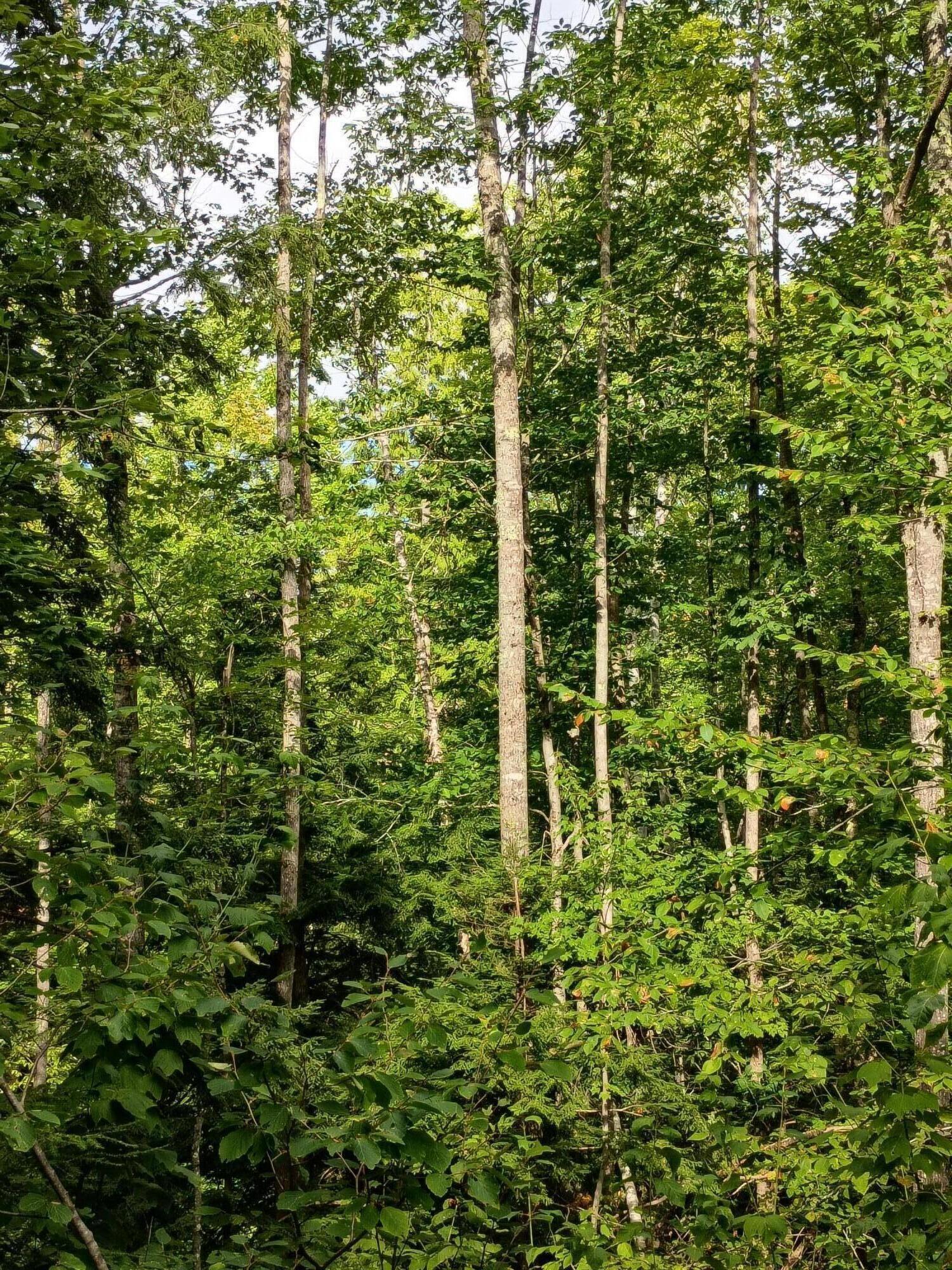 R13-038 Weeks Road Parsonsfield, ME 04047 - Photo 5 of 6 Forest canopy
