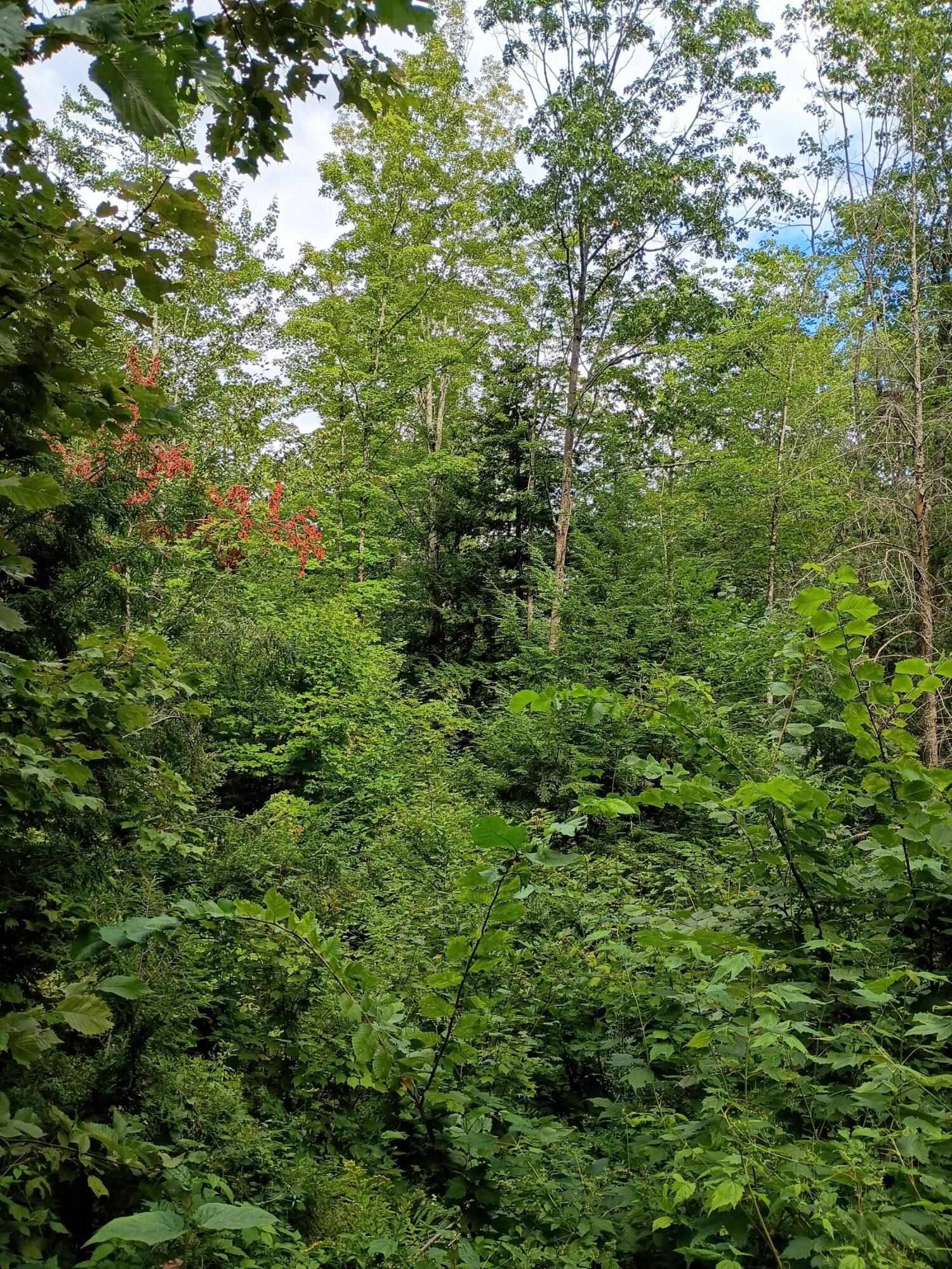 R13-038 Weeks Road Parsonsfield, ME 04047 - Photo 6 of 6 More canopy
