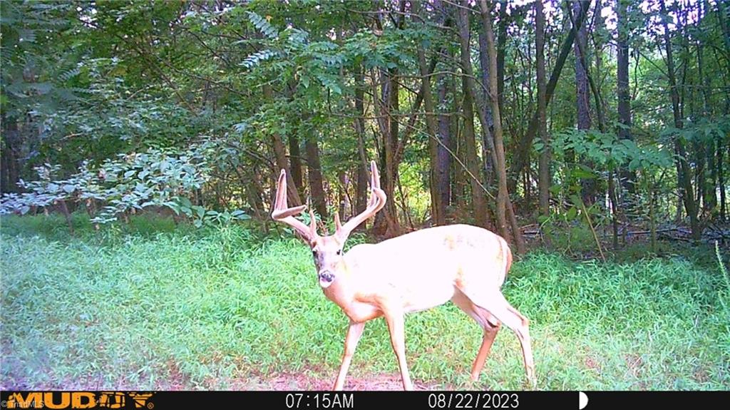 0 Todd Road Roxboro, NC 27574 - Photo 38 of 41