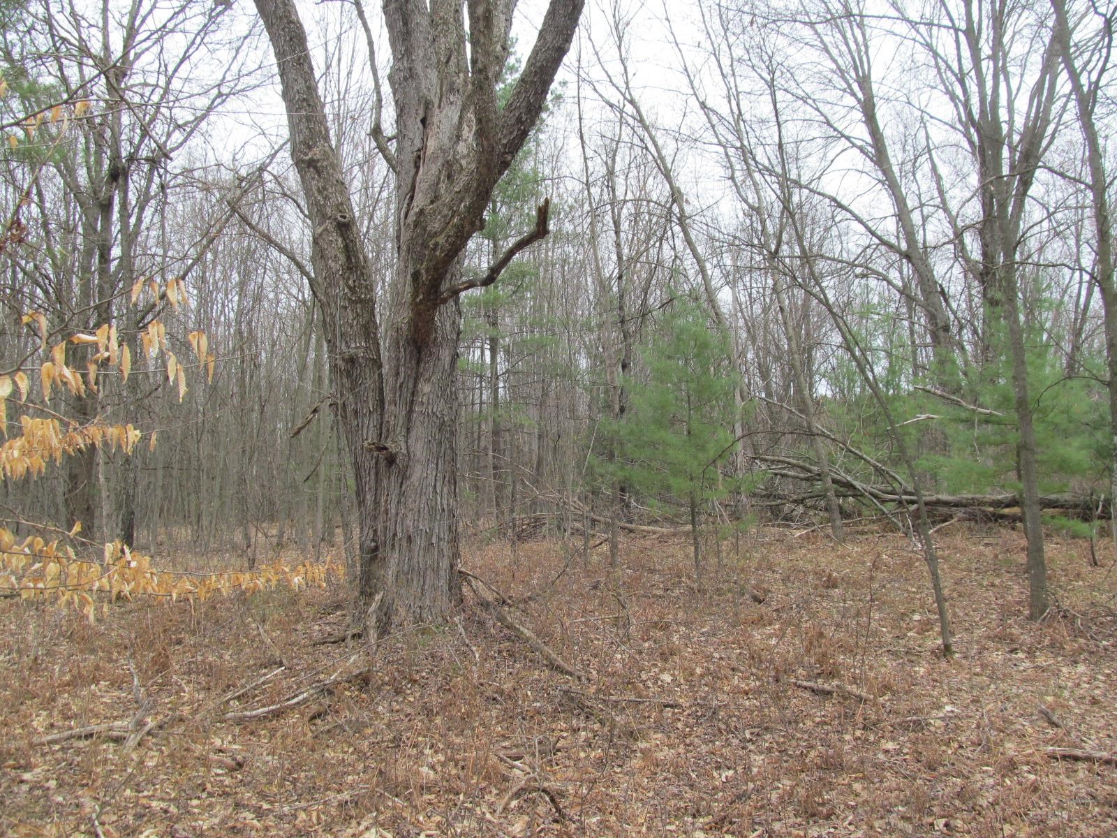 Lot 23 River Wood Road, Unit RIVER WOODS ESTATES #2 LO Lake City, MI 49651 - Photo 5 of 6